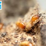 How Terminal Pest Control Reduces Business Downtime in Delhi NCR’s Commercial Spaces