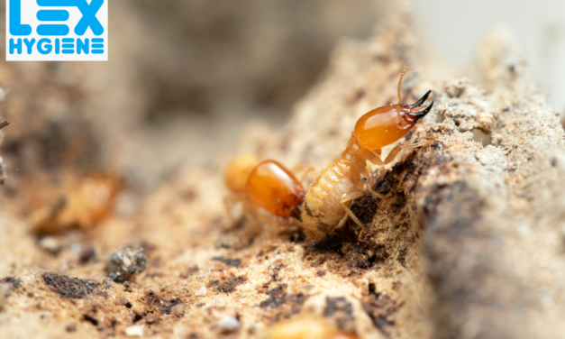 How Termite Pest Control Reduces Business