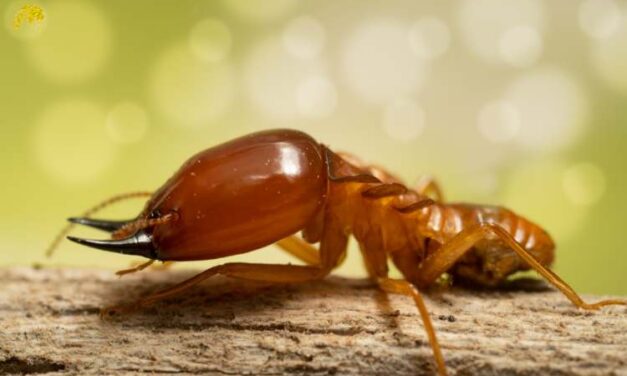 How to Protect Your Home with Termite Control in Greater Noida