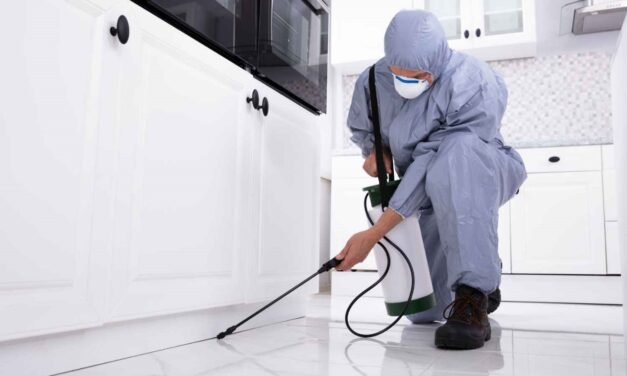 How to Choose the Best Termite Control Company in Noida