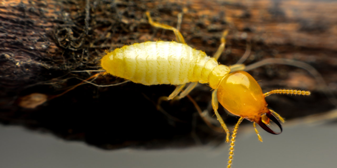 Top Termite Control Services in Noida: Protect Your Home Today