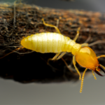 Top Termite Control Services in Noida: Protect Your Home Today