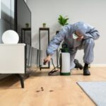 Termite Pest Control Near Me: Quick Tips to Choose the Right Service