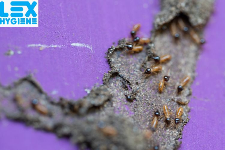 How to Choose the Best Termite Control Company in Noida