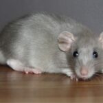 Termite Control in NoidaTop 5 Termite Control Services in Noida: Affordable & Effective Options