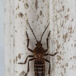 Why Professional Termite Control Services Are Essential for Protecting Your Home