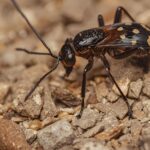 Combatting Termites: Why Lex Hygiene India Termite Control is Your Trusted Solution in Delhi NCR