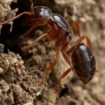 Safeguarding Your Sanctuary: The Ultimate Guide to Termite Prevention for Homes