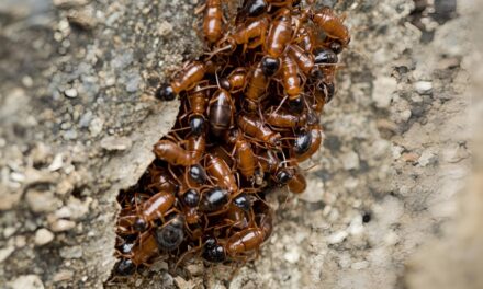 Effective Post Construction Termite Treatment: A Complete Guide to Protecting Your Home