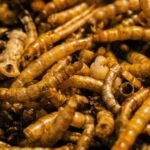 Secure Your Home: Why a Termite AMC is Essential for Yearly Termite Protection in Delhi