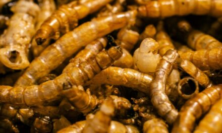 Secure Your Home: Why a Termite AMC is Essential for Yearly Termite Protection in Delhi