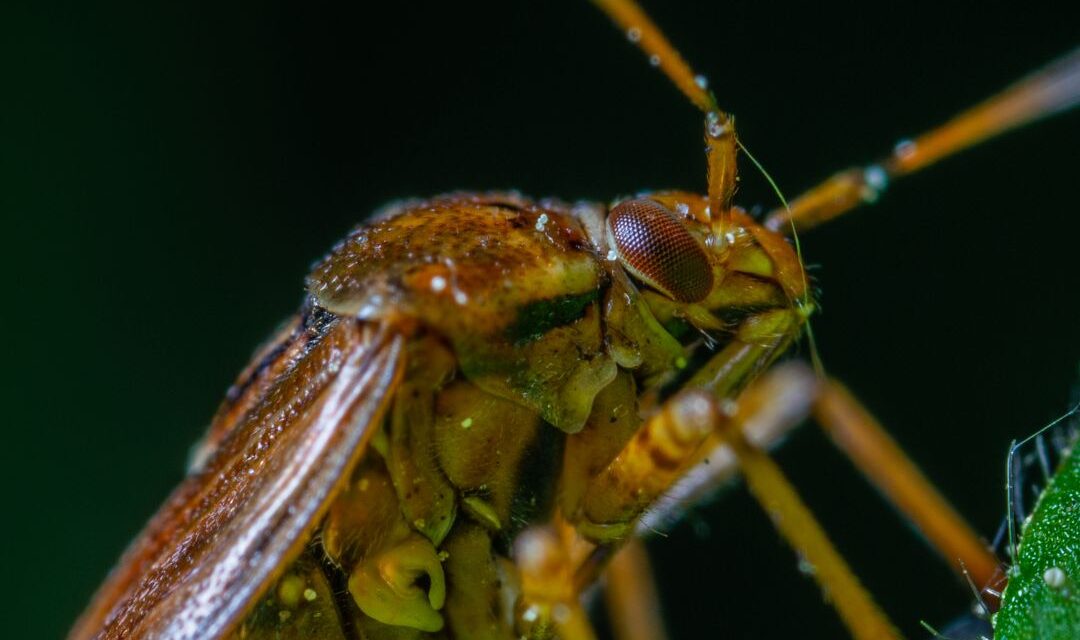 Understanding Termite Treatment Cost: Your Guide to Protecting Your Home