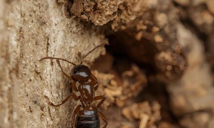 The Ultimate Guide to Professional Termite Control Services: Protecting Your Home from Silent Destroyers