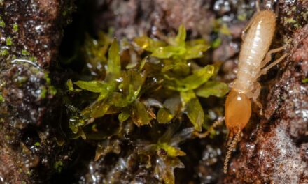 The Imperative of Professional Termite Control Services: Protecting Your Home from Silent Destroyers