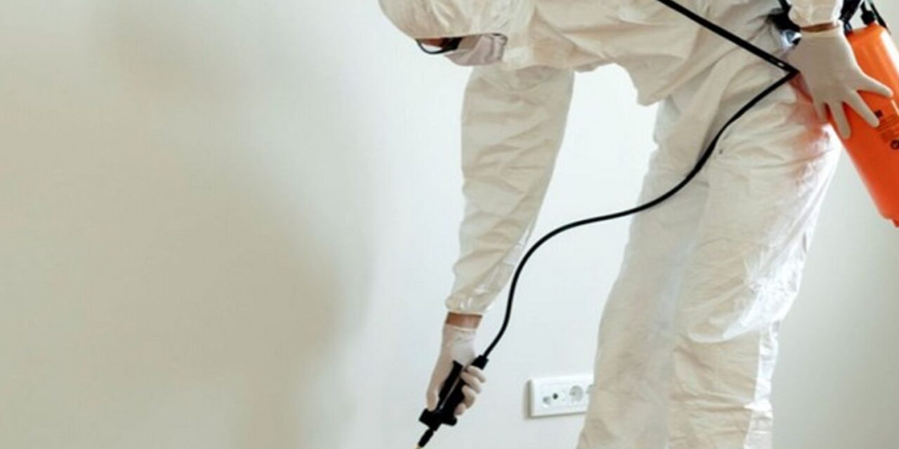 How to Choose the Best Termite Control Service: Your Expert Guide to Professional Termite Treatment