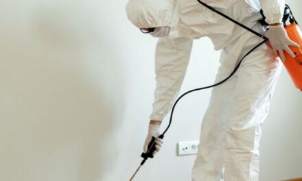 How to Choose the Best Termite Control Service: Your Expert Guide to Professional Termite Treatment